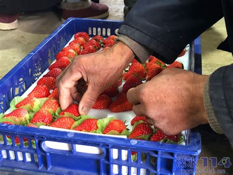 法兰地草莓苗_农科草莓专业合作社
