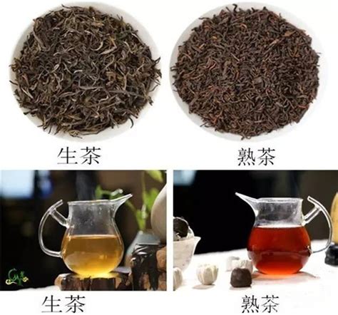 5个角度，全面认知普洱生茶与熟茶的区别