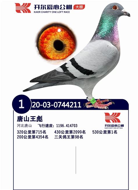 吉祥赛鸽俱乐部2020年秋季一百元特比环获奖鸽（一）--中国信鸽信息网相册