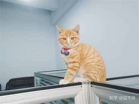 纯种橘猫图片,尖脸橘猫,橘猫图片大全_大山谷图库