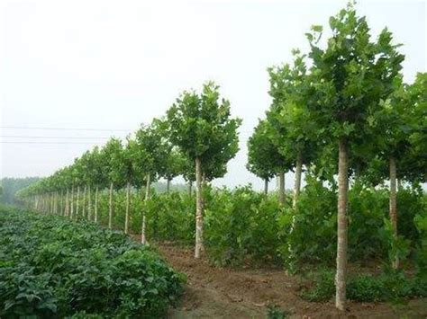 法桐苗木的培育及养护管理-郓城县青青苗木种植专业合作社