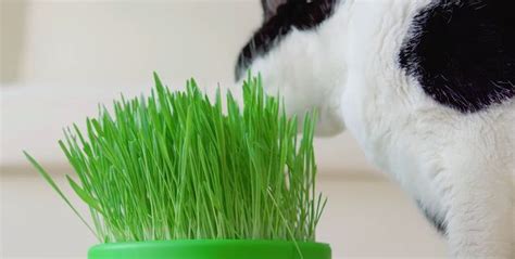 原来猫草就是小麦苗，猫咪适当吃草健身，过度吃草伤身_过猫
