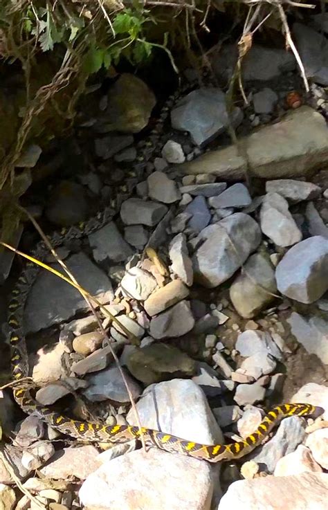 【关注生物多样性】新疆唯一特有蛇类——吐鲁番花条蛇发现始末-天山网 - 新疆新闻门户