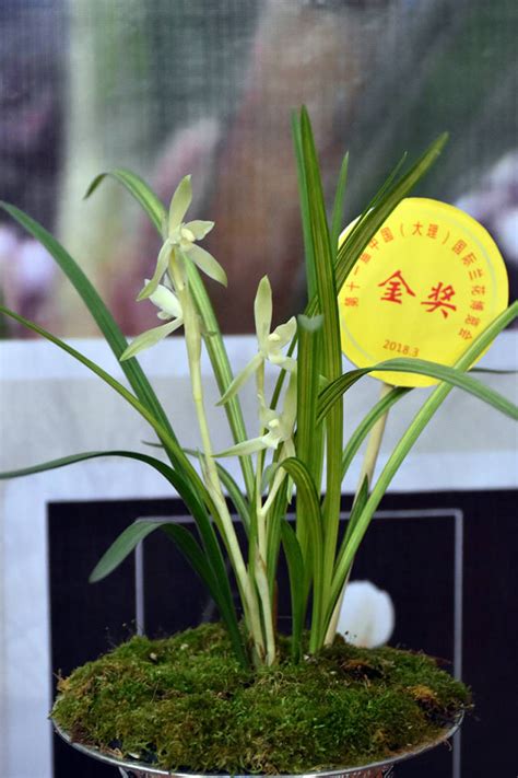 中国十大名花之君子之花,兰花的品种鉴赏及管理技术|兰花|春兰|墨兰_新浪新闻