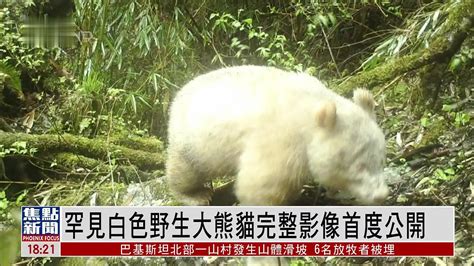 四川峨边下山“做客”野生大熊猫超18岁 已送救助站救治