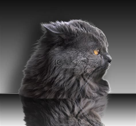 非主流长毛猫头像
