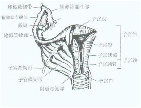 阴部图片