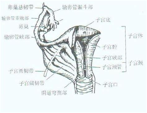 女性内生殖器结构图-生理结构图,_医学图库