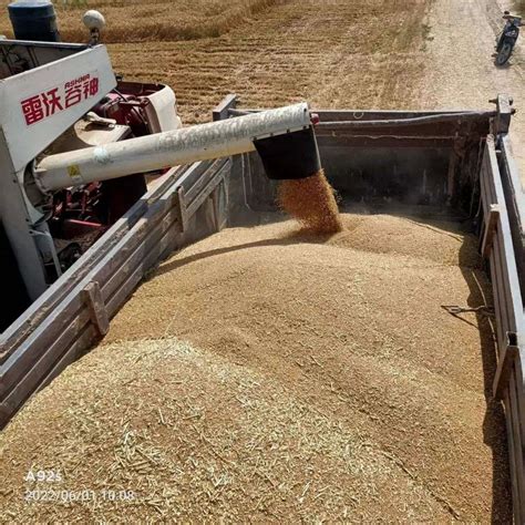 五征小麦收获机助力山东三夏麦收 | 农机新闻网