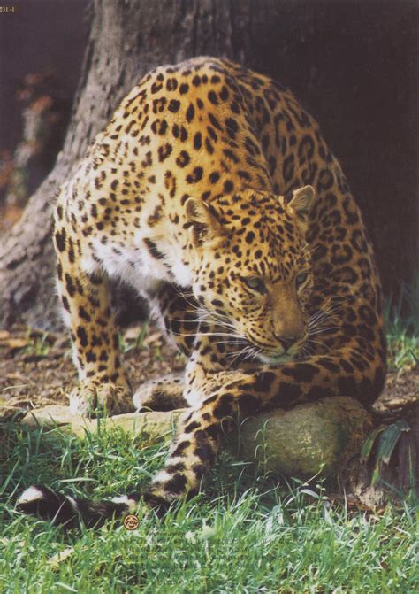 金钱豹 - 动物世界 - 景区 - 中南百草原官方网站 国家AAAA级旅游景区