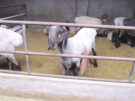 羊的品种有哪些，世界十大名羊品种|admin_人人点