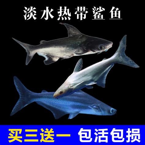 虎头鲨的养殖条件，附疾病预防和治疗-农百科