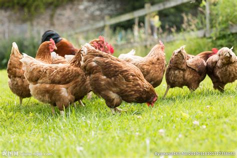 草地上的鸡散养鸡高清图片下载-正版图片504312158-摄图网