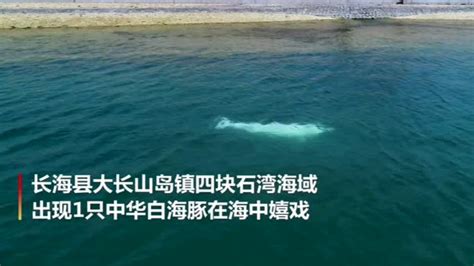 罕见！中华白海豚首次现身辽宁大连海域_凤凰网视频_凤凰网