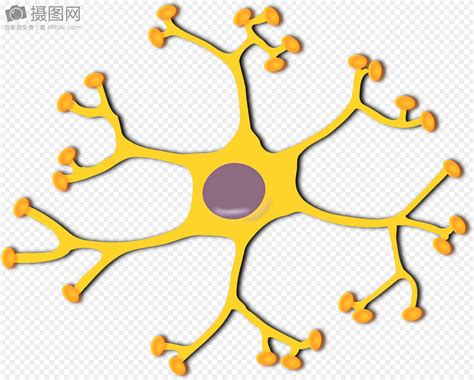 神经元结构图图片