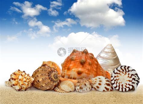 海螺壳怎么漂白,如何清洗海螺壳做标本,贝壳用什么泡可以变白_大山谷图库