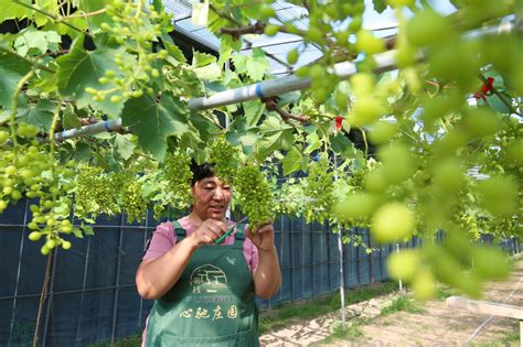 莞产葡萄疏果进行时-广东省农业农村厅网站