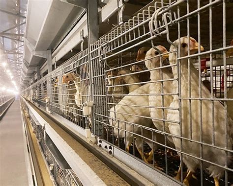 黄石优质大午金凤青年鸡价格-鹤壁市优禽禽业有限公司