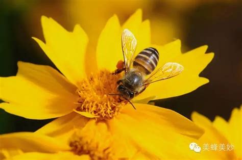 蜜蜂有哪些特点，属于典型的群居性昆虫 - 农宝通