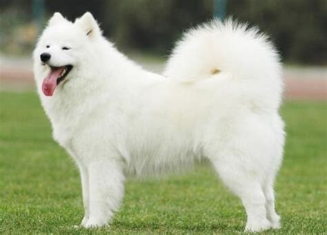 萨摩耶犬_萨摩耶犬品种介绍、萨摩耶犬性格特点