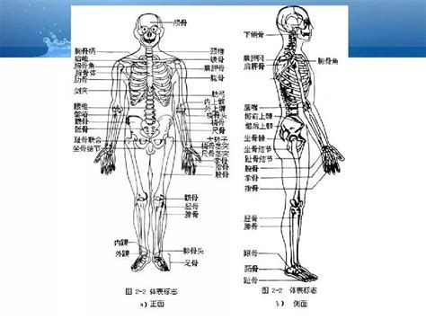我校举办第二届人体解剖绘图大赛-南方医科大学