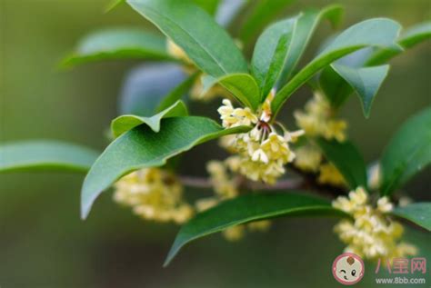 桂花摄影图__山水风景_自然景观_摄影图库_昵图网nipic.com