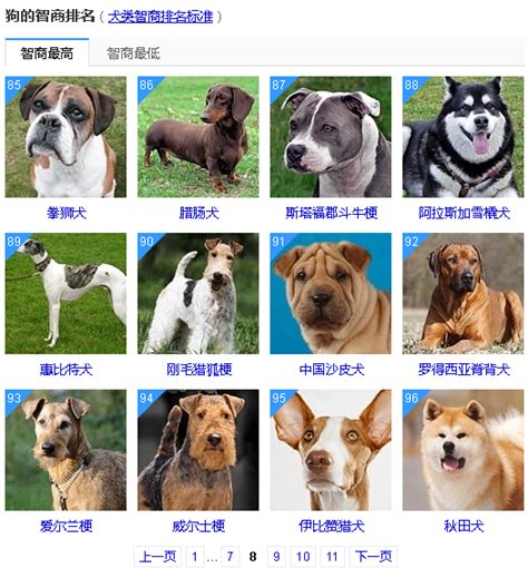 十大最受欢迎的宠物狗排行-金毛上榜(性格好很讨喜)-排行榜123网