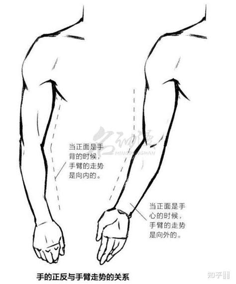 儿童手臂弯曲的正常图,儿童肘外翻图片,正常人手臂伸直图片(第8页)_大山谷图库