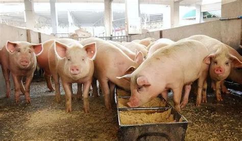 猪肉养殖素材-猪肉养殖图片-猪肉养殖素材图片下载-觅知网