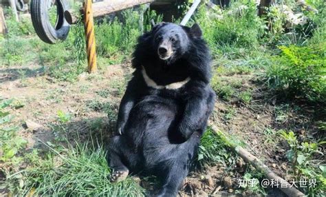 动物园三头黑熊躺平跷二郎腿 可爱的不像一只猛兽 - 社会资讯 - 网校一点通