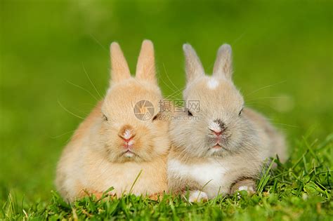 两只兔子坐在草地上高清图片下载-正版图片501463990-摄图网