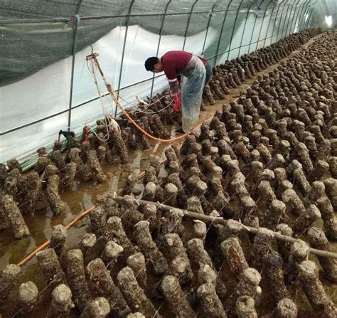 甘肃两当：食用菌产业鼓起农民钱袋子_县域经济网