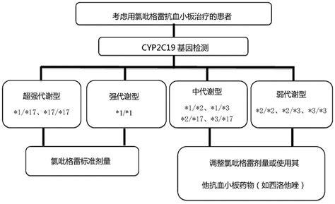 CYP2C19基因多态性对药物代谢的影响及其个体化用药_文档之家