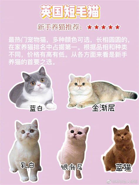 中国有哪些品种的猫？中国本土猫种类大全|临清|猫|狸花猫_新浪新闻