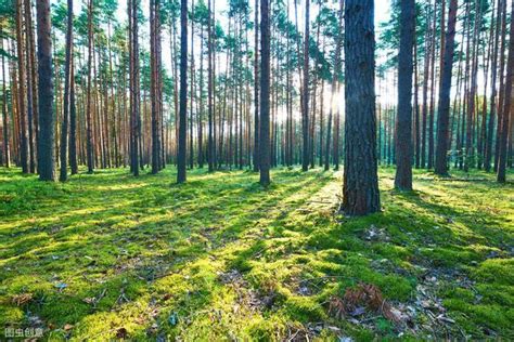 我国森林面积和蓄积量持续“双增长”_新华报业网