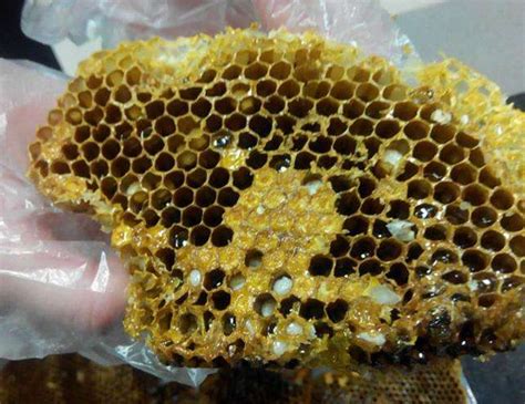 蜜蜂巢泡酒的作用与功效-功效与作用- 中药健康网