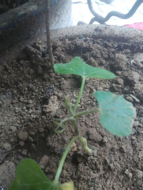 在蔬菜床上生长的西瓜幼苗