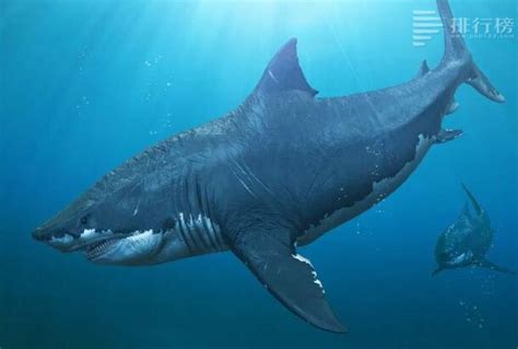 最大的鲨鱼排名前十：大白鲨未进前五，第一已经灭绝_排行榜123网