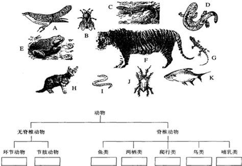 动物最完整的分类图 动物分类全图(4)_配图网