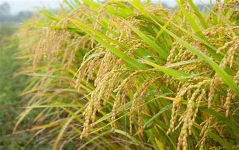 水稻全程机械化种植的关键环节技术要点及配套机具,农业机械化论文_学术堂