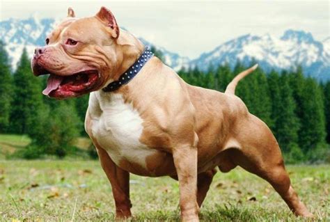 全世界最“凶狠”的狗，休重超过了300斤，就连藏獒都打但是它_宠界新闻