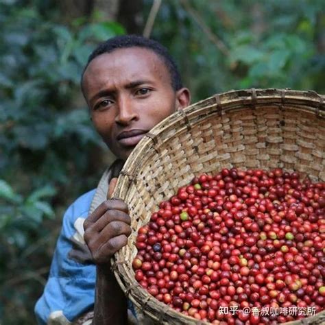 5款埃塞俄比亚咖啡豆横评，最新咖啡豆单到底谁最好喝！_咖啡豆_什么值得买