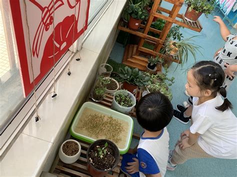 郑幼：植物角的故事-幼教 - 常州市天宁区教师发展中心