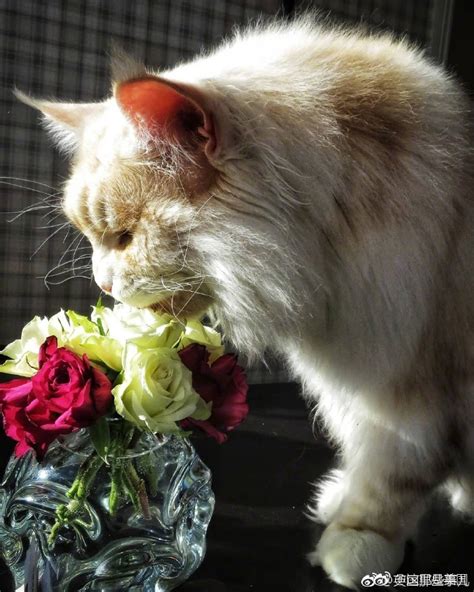 Instagram上一只名叫Lotus的缅因猫……好大只好有安全感的样子啊|Instagram|缅因猫|安全感_新浪新闻