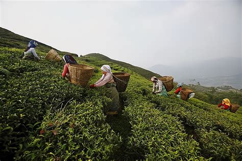 2017年茶山茶园旅游--茶道之行_茶叶店加盟网