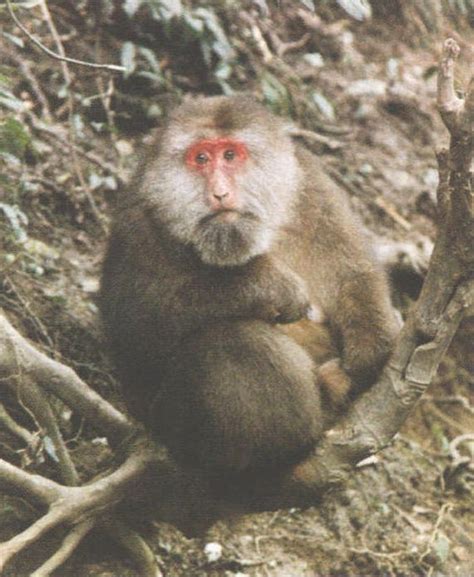 毛面短尾猴-哺乳动物-图片
