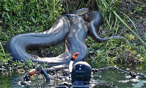 惊现100米长的巨蛇,100米长的蛇,100米长巨型蟒蛇_大山谷图库