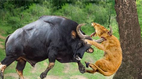狮子队徒劳的进攻被野牛队以残酷的报复性打击击败，水牛VS狮子！_腾讯视频