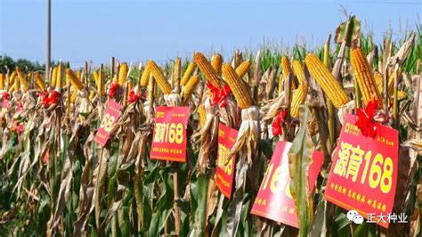 玉米高产农艺因素研究 | 农机新闻网,农机新闻,农机,农业机械,拖拉机