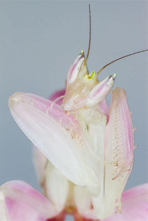 世界上最漂亮的螳螂，兰花螳螂(美艳杀手超像兰花) - 知乎